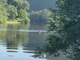 Mainschwimmen Juni 2026